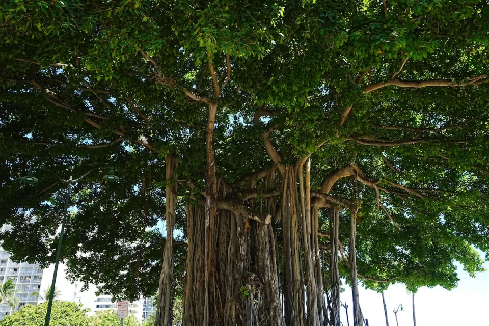 Large banyan tree in Honolulu, Hawaii.